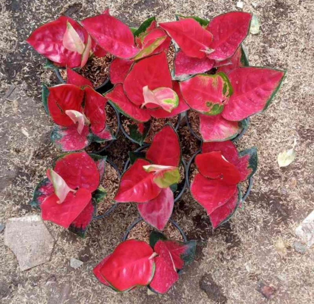 Media Tanam Aglaonema
