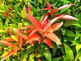 Pohon pucuk merah