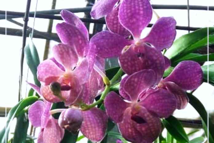 Anggrek-Vanda-Mampu-Mekar-Lebih-Lama