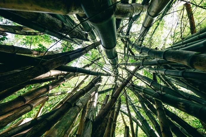 Bambu hias sudah terkenal sebagai salah satu tanaman hias yang dapat menambah keindahan rumah